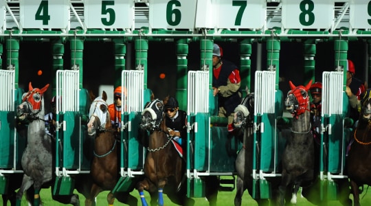 Paardenraces in 2025? Alle informatie over Paardenrace Wedden! 🏇